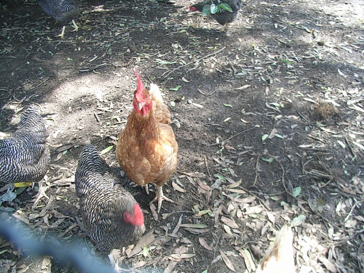 Part of my flock of chickens