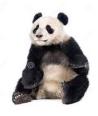 panda2
